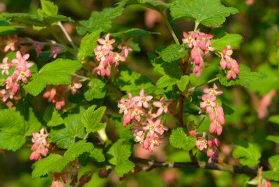 Ribes sanguineum 'Pulborough Scarlet' - květy